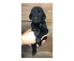 GSP / Goldendoodle Mix Puppies for Sale - 4