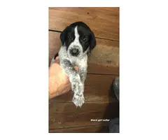 GSP / Goldendoodle Mix Puppies for Sale - 5