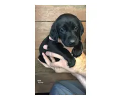 GSP / Goldendoodle Mix Puppies for Sale - 6