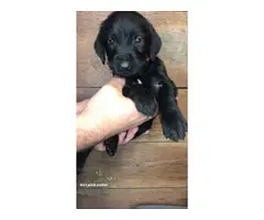 GSP / Goldendoodle Mix Puppies for Sale - 7