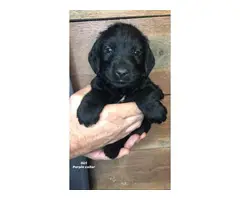 GSP / Goldendoodle Mix Puppies for Sale - 8
