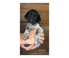 GSP / Goldendoodle Mix Puppies for Sale - 9