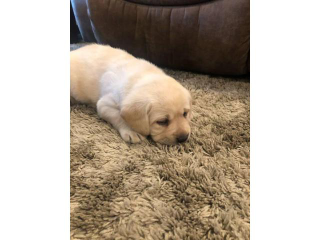 Purebred AKC Registered Labrador Puppies in Gardena ...