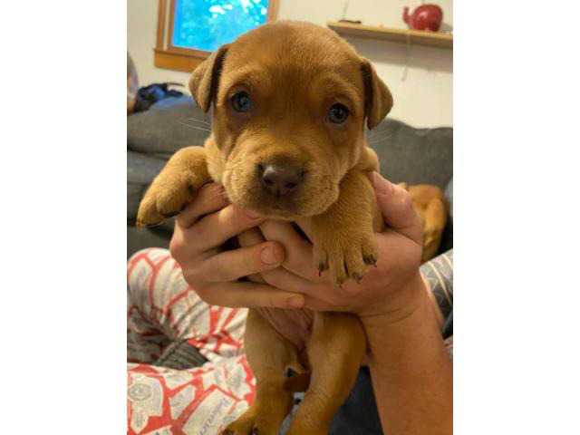 rehoming-2-pitweiler-puppies-meadville-puppies-for-sale-near-me