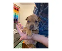 Rehoming 2 Pitweiler Puppies