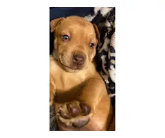 Rehoming 2 Pitweiler Puppies