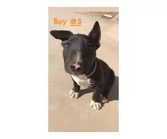 3 male Bull Terrier Puppies - 3