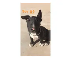 3 male Bull Terrier Puppies - 4