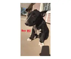 3 male Bull Terrier Puppies - 5