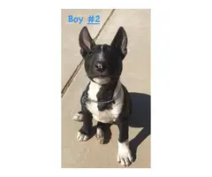 3 male Bull Terrier Puppies - 7