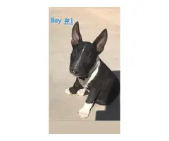 3 male Bull Terrier Puppies - 8