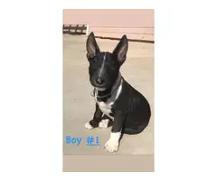 3 male Bull Terrier Puppies - 9