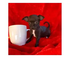 1 male and 1 female teacup chihuahuas - 3