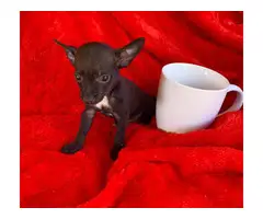 1 male and 1 female teacup chihuahuas - 4