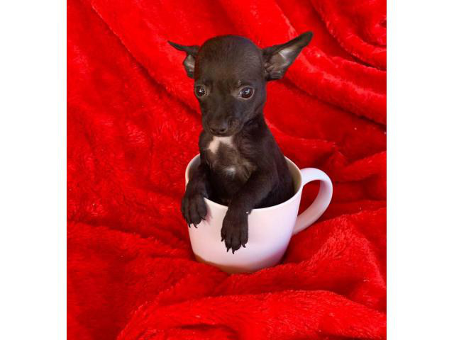 1 male and 1 female teacup chihuahuas Tempe Puppies for