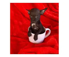 1 male and 1 female teacup chihuahuas - 5