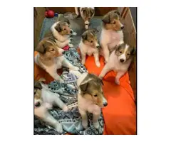 5 females and 2 males Rough Collie Puppies for Sale
