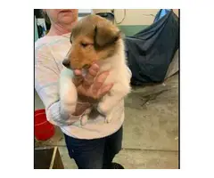 5 females and 2 males Rough Collie Puppies for Sale