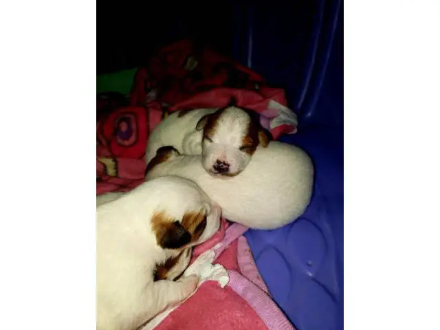 3 males Jack Russell Puppy