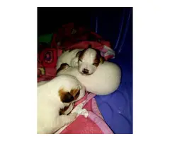 3 males Jack Russell Puppy