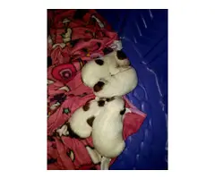 3 males Jack Russell Puppy - 2
