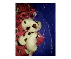 3 males Jack Russell Puppy - 3