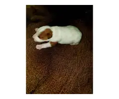 3 males Jack Russell Puppy - 5