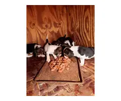 Litter of AKC registered beagle puppies