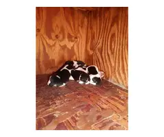 Litter of AKC registered beagle puppies - 2
