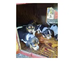 Litter of AKC registered beagle puppies - 3