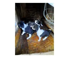 Litter of AKC registered beagle puppies - 5
