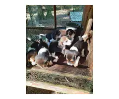Litter of AKC registered beagle puppies - 6