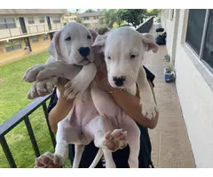 AKC Dogo Argentino Puppies for sale