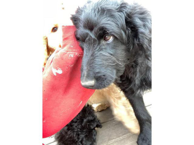 One sweet F1BB golden doodle puppy in Moorhead, Minnesota - Puppies for Sale Near Me