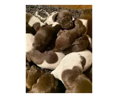 12 AKC registered GSP puppies available - 1