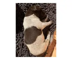 12 AKC registered GSP puppies available - 2