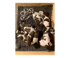 12 AKC registered GSP puppies available - 3