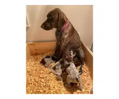 12 AKC registered GSP puppies available - 5