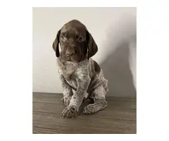 12 AKC registered GSP puppies available - 6