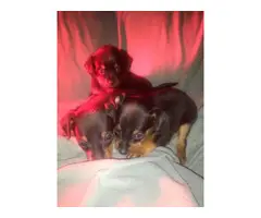3 male min pin puppies for sale - 3