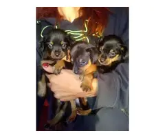 3 male min pin puppies for sale - 4