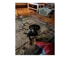 Rehoming black and tan Chiweenie puppy - 1