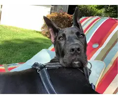 4 month old male Black Great Dane Puppy up for new home