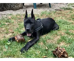 4 month old male Black Great Dane Puppy up for new home - 2