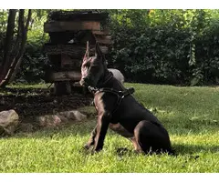 4 month old male Black Great Dane Puppy up for new home - 3