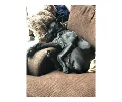 4 month old male Black Great Dane Puppy up for new home - 4