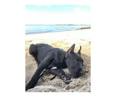 4 month old male Black Great Dane Puppy up for new home - 5