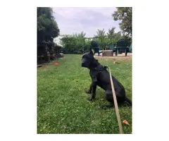 4 month old male Black Great Dane Puppy up for new home - 6
