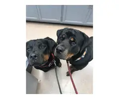 Litter of Full Blooded Rottweilers - 3