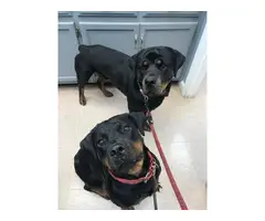Litter of Full Blooded Rottweilers - 4